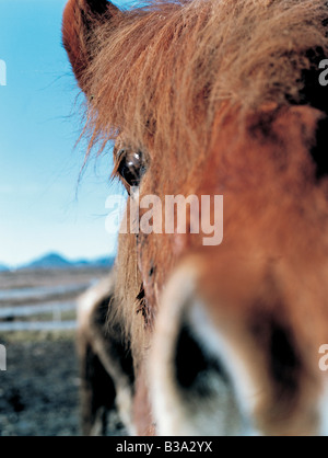 Cavalli di Islanda Foto Stock
