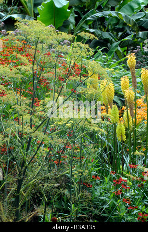 Frontiera CALDA A HOLBROOK giardino alla fine di agosto con bronzo HELENIUMS finocchio e KNIPHOFIA SCETTRO SPLENDENTE Foto Stock