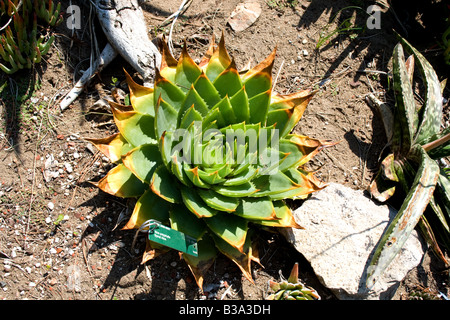 Aloe Vera plant Foto Stock