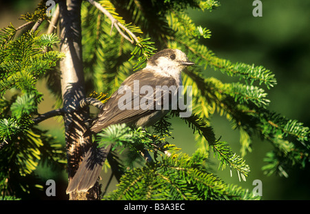 Gray jay - seduta sul ramo / Perisoreus canadensis Foto Stock