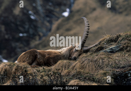 Stambecco delle Alpi (Capra ibex) Foto Stock