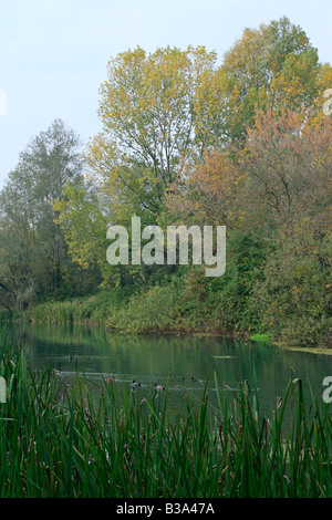 Treviso, fiume Sile (immagine digitale) Foto Stock