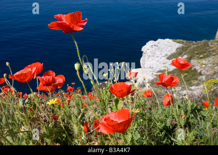 Testa lunga papaveri sulla costa del Peloponneso Grecia Papaver dubium Foto Stock