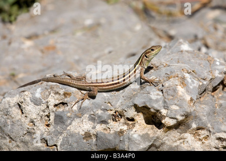 Peloponneso Lucertola muraiola Podarcis peloponnesiaca Peloponneso Grecia Foto Stock