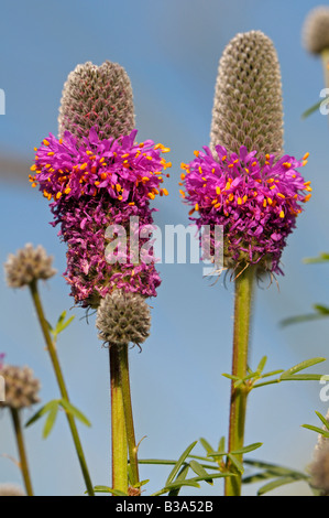 Viola di prateria di trifoglio (Dalea purpurea), fioritura Foto Stock