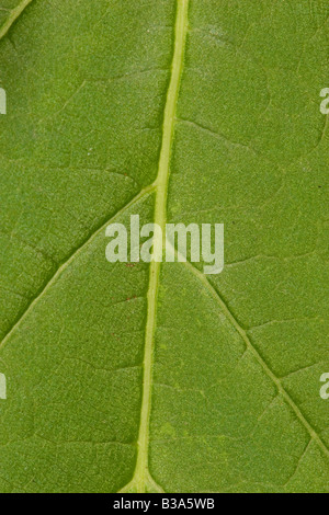 Vene in un albero verde foglia Foto Stock