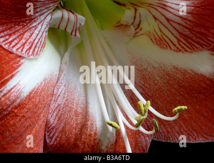 Red Amaryllis macro (Hippeastrum) Foto Stock