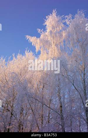 Alberi decidui in inverno a sunrise dopo forti gelate in seguito a un periodo umido Foto Stock