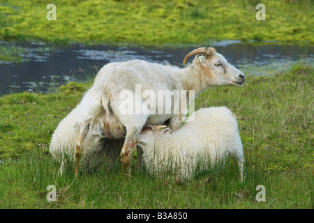 Icelandic Sheep. Pecora agnelli infermieristica Foto Stock