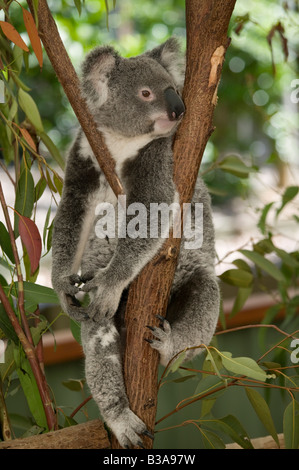 Australia, Queensland, Lone Pine Koala Sanctuary, Koala (phascolarctos cinereus) Foto Stock