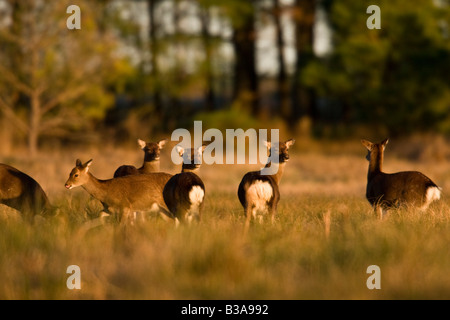 Sika elk (Cervus Nippon) la SIKA è un esotico Specie asiatiche Foto Stock