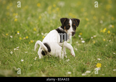 Jack Russell Terrier cucciolo - in piedi sul prato Foto Stock