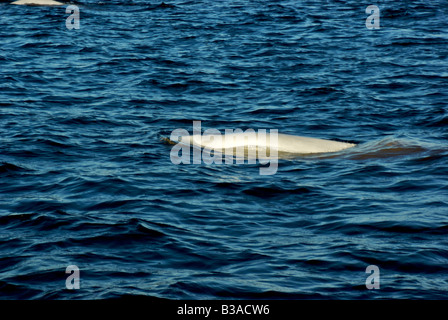 Il Beluga whale in The Churchill river Foto Stock