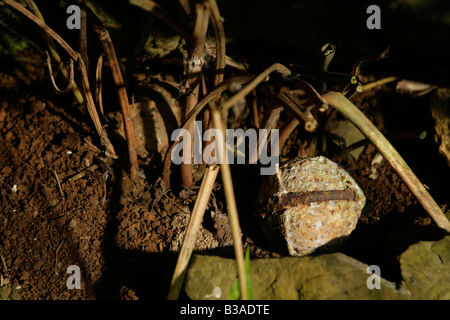 UXO gioco,Nong Het district,Xieng Khouang provincia,Laos.Blu 26 bombies scoperto da abitanti di un villaggio mentre l'agricoltura. Foto Stock