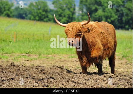 Toro dell'altopiano Foto Stock