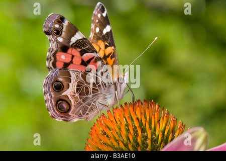 Alimentazione a farfalla su coneflower Foto Stock