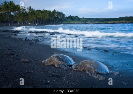 Tartarughe Marine verdi Chelonia Mydas Punalu sull'u Beach Big Island delle Hawaii USA Foto Stock