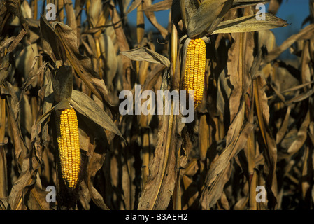 La raccolta del granoturco, Saginaw county, Michigan, dalle foto Dembinsky Assoc Foto Stock