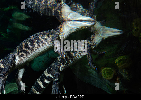 Bluegill Lepomis macrochirus and Redbreast sunfish Lepomis auritus Alexander springs Florida Foto Stock