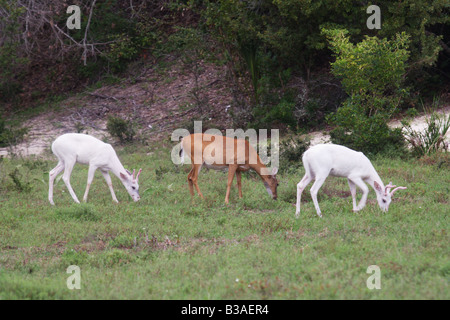 Una piccola mandria di White Tailed Deer marrone e bianco puro di pascolare su Cumberland Island GA Foto Stock
