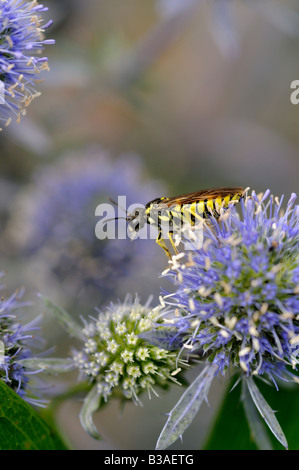 Digger Wasp sul mare Holly Foto Stock