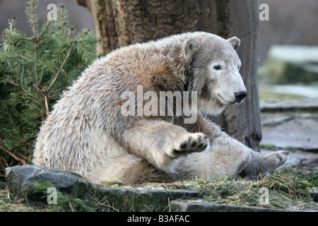 Knut polar bear cub (Ursus maritimus) godendo nel suo involucro presso lo Zoo di Berlino, Germania Foto Stock