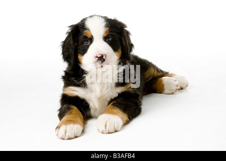 Bovaro del Bernese cucciolo Foto Stock