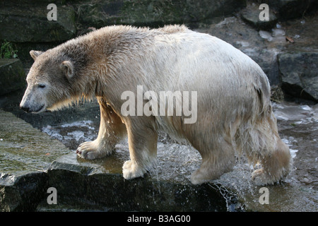 Knut polar bear cub (Ursus maritimus) godendo nel suo involucro presso lo Zoo di Berlino, Germania Foto Stock