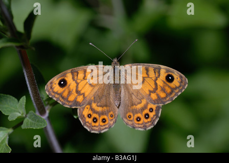 Muro marrone farfalla Lasiommata megera, Galles, Regno Unito. Foto Stock