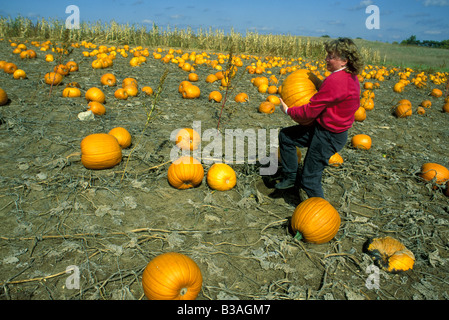 Donna Raccolta zucche di zucca farm Michigan STATI UNITI Foto Stock