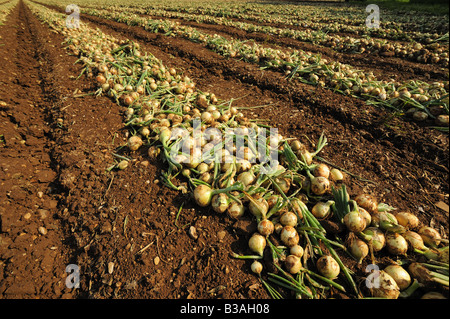 Righe di cipolle in un campo al momento del raccolto. Foto Stock