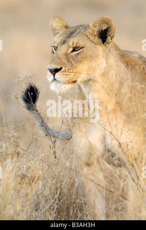 Ritratto di una leonessa ricerca la pianura per la preda, Panthera leo, a Ndutu, Ngorongoro, Tanzania Foto Stock