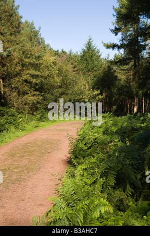 Regno Unito Cheshire Delamere Forest Park percorso attraverso la commissione forestale woodland Foto Stock