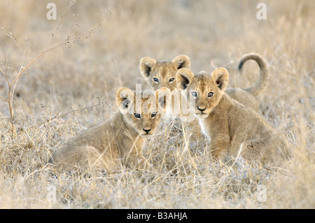 Tre curioso lion cubs guardando, Panthera leo, Ndutu in Ngorongoro, Tanzania Foto Stock