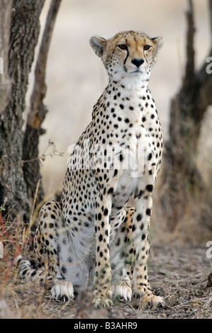 Ghepardo cucciolo adulto seduto e guardare, Acinonyx jubatus, Ndutu, Ngorongoro, Tanzania Foto Stock