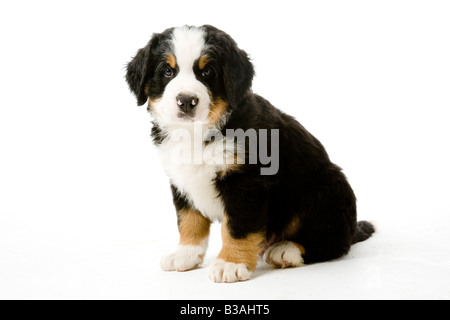 Bovaro del Bernese cucciolo Foto Stock