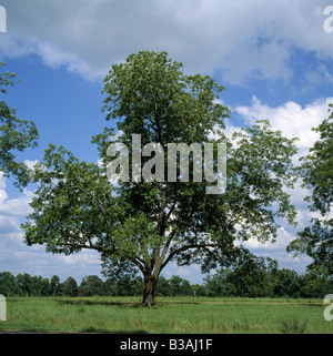 Coppia PECAN ALBERO / GEORGIA Foto Stock