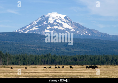 Mt Adams Cascade Mountains nello Stato di Washington vicino Conboy Lake National Wildlife Refuge Foto Stock