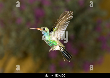 Ampia fatturati Hummingbird Cynanthus latirostris Amado Arizona Stati Uniti 20 agosto maschio adulto Trochilidae Foto Stock