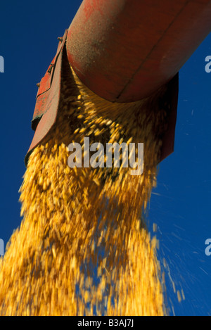 La raccolta del granoturco, Saginaw county, Michigan, dalle foto Dembinsky Assoc Foto Stock