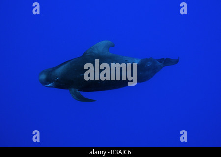 Breve alettato di balene pilota Globicephala macrorhynchus KAILUA KONA Hawaii USA Foto Stock