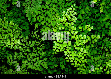 Nero felce capelvenere (Adiantum Capillus-Veneris) Foto Stock