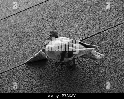 Fotografia di un piccione stading accanto a un gelato cornet. Foto Stock