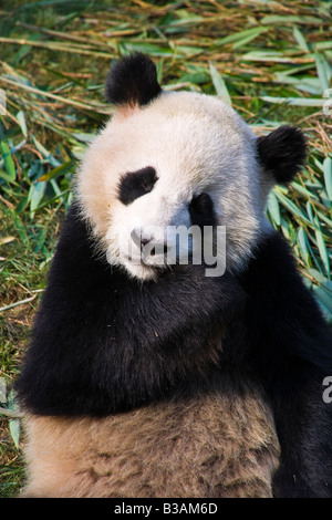 Close up adulto Panda Gigante a Chengdu Research Base del Panda Gigante allevamento nei pressi di Chengdu nella provincia del Sichuan in Cina JMH3270 Foto Stock