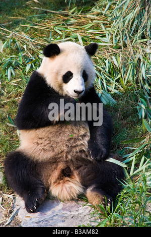 Adulto Panda Gigante a Chengdu Research Base del Panda Gigante allevamento nei pressi di Chengdu nella provincia del Sichuan in Cina JMH3271 Foto Stock