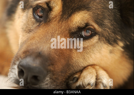 Un simpatico cane dà il cucciolo di cane gli occhi al suo padrone. Foto Stock