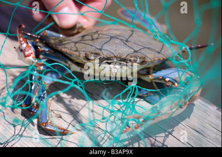 Il granchio blu catturati in verde net a Chesapeake Bay Maryland USA Foto Stock