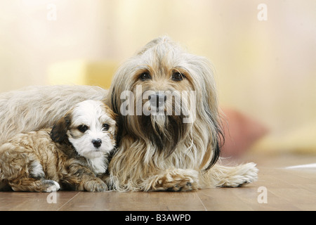 Havanese con cucciolo - giacente Foto Stock