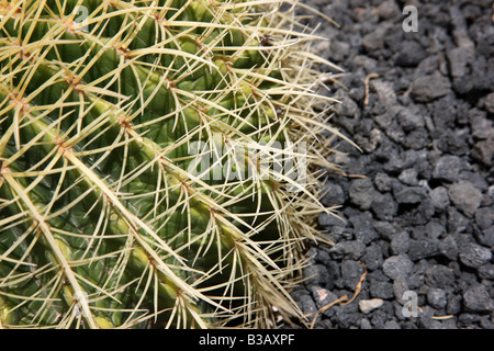 L'ESP spagna isole canarie Fuerteventura cactus Foto Stock