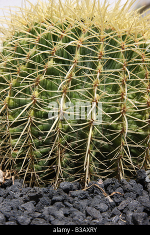 L'ESP spagna isole canarie Fuerteventura cactus Foto Stock